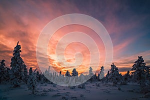 Winter scene. Snowscape. Forest, sunset, trees.