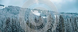 Winter scene with snowy forest banner. Snow cowered pine trees, winter background. Cold and snowy winter mountains.