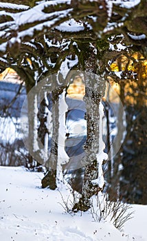 Winter scene - snowy rows of trees