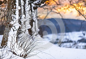 Winter scene - snowy trees- sunset