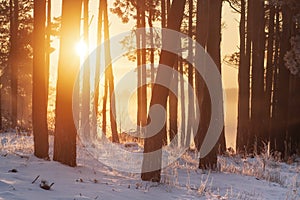 Winter scene in sunlight. Sunrise in winter snowy forest. Idyllic nature in vivid sunshine. Bright sun rise in woodland