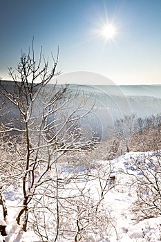 Winter scene, tree and distant