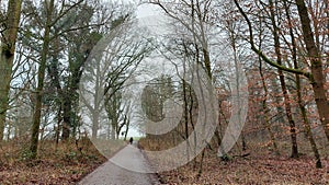 Winter scene. Tree photography. Bare branches. Country road.