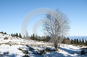 Winter scene with tree on snow