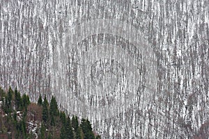 Winter scene with tree trunks in Georgia, Caucasus