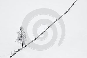 Winter scene with tree and wooden fence