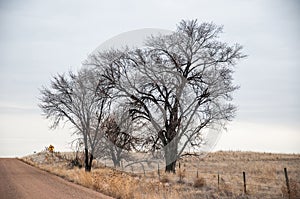 Winter scene of trees along a gravel road
