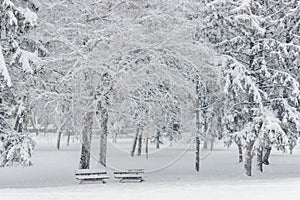 Winter scene.Two benches and trees in a park covered with snow