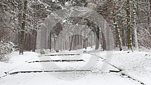 Winter scene of walking trail in the forest covered by snow