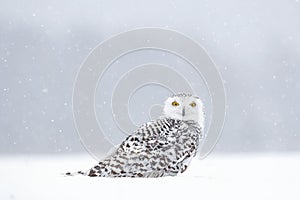 Winter scene with white owl. Snowy owl, Nyctea scandiaca, rare bird sitting on the snow, snowflakes in wind, Manitoba, Canada. Wil photo