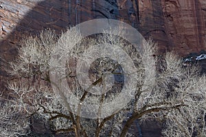 Cottonwood Trees in Winter with Waterfall and Redrock Cliffs photo