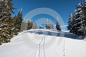 Zimná scenéria s pár stromami, snehom a modrou oblohou pod vrchom Križva v Malej Fatre na Slovensku