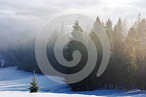 winter scenery with forest in hoarfrost on a foggy morning