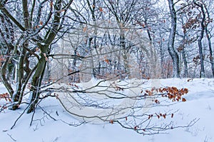 Winter scenery of fresh snow in the forest