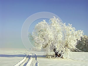 Winter scenery, frost covered the trees