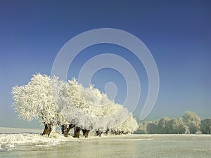 Winter scenery, frost covered the trees