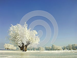 Winter scenery, frost covered the trees