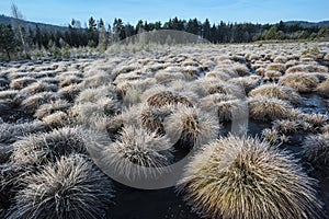 Winter scenery in moor land