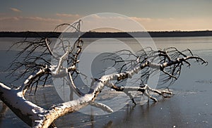 Winter scenery at the MÃ¼ggelsee in Berlin, Germany. Frozen lake, snow and bare tree