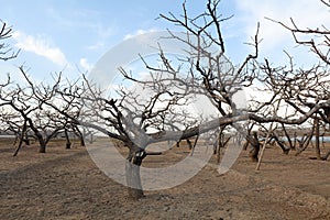 Winter scenery of Peach Orchard