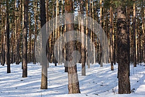 Winter scenery with pine forest covered with white snow. Selective focus