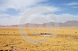 Winter Scenery in Qinghai-Tibet Plateau