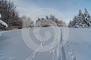 Winter scenery with ski track and snowshoes and boots steps, frozen trees and blue sky