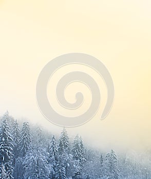 Winter scenery with snow covered coniferous forest