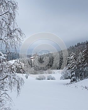 winter scenery with snow, forest and a cottage in the background