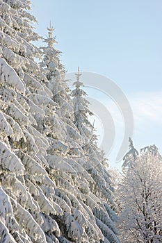 Winter scenery with snow spruces
