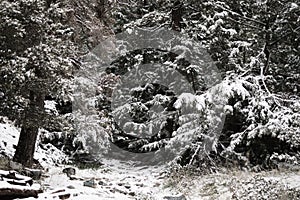 Winter scenery with snowy trees in the area of Glendora Ridge and MT Blady