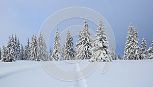 Winter scenery. Spectacular panorama is opened on trees, lawn covered by snow with the foot path