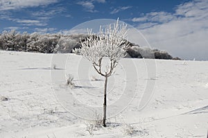 Winter Scenery in a sunny day