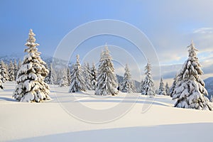 Winter scenery in the sunny day. Mountain landscapes. Trees covered with white snow, lawn and blue sky. Carpathian mountain.