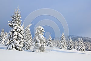 Winter scenery in the sunny day. Mountain landscapes. Trees covered with white snow, lawn and mistery sky.