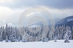 Winter scenery in the sunny day. Mountain landscapes. Trees covered with white snow, lawn and mistery sky. Tourist place.