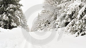 Winter scenery, thick layer of snow in the mountains, snowy trees in the forest