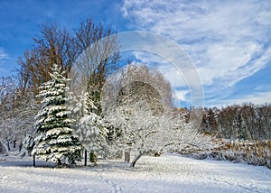 Winter scenery with trees covered by fresh snow against blue sky