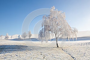 Winter scenery with trees and grass covered with hoarfrost