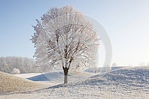 Winter scenery with trees and grass covered with hoarfrost