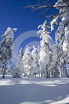 Winter scenery Vuokatti Sotkamo Finland