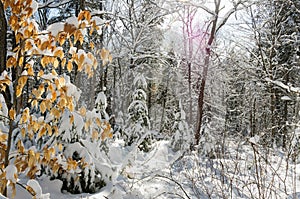 Winter scenes in woods