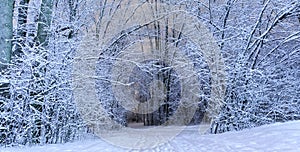 An winter scenic landscape in cold season. Wonderful white fores