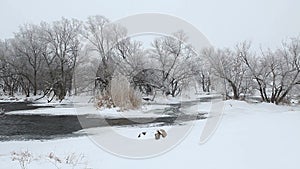 Winter scenic of the River Krynka, Donetsk region, Ukraine