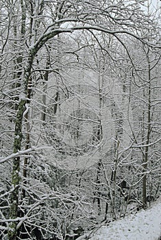 Winter Scenic, Smokies