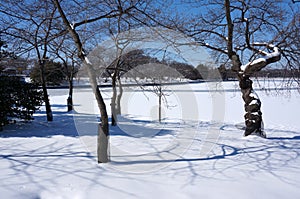 Winter Scenic at the Tidal Basin