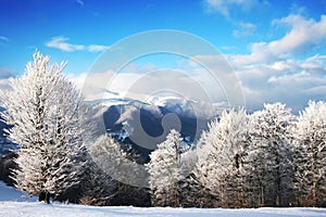 Winter Scenics