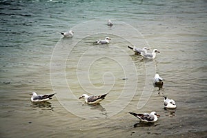 Winter sea landscape ice seagulls