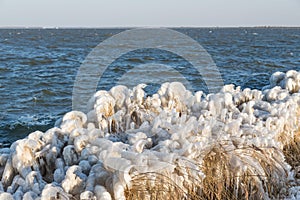 Winter sea landscape with reed covered in ice