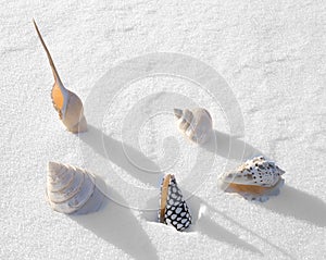 Winter sea shells